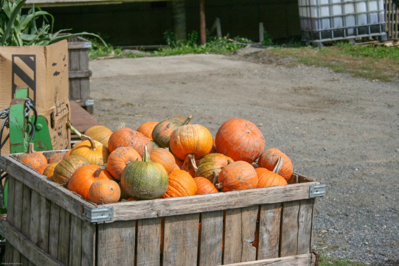A stunning pumpking patch at Russels Orchad in Gloucester, MA.